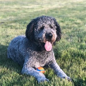 Meet your Posher, Bailey